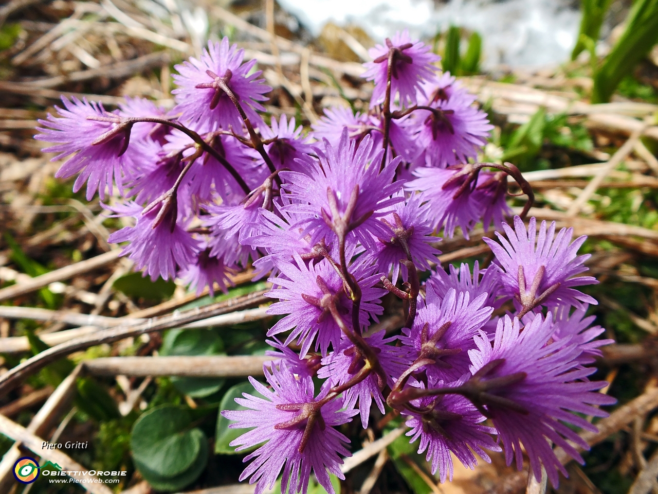 10 Soldanella alpina.JPG